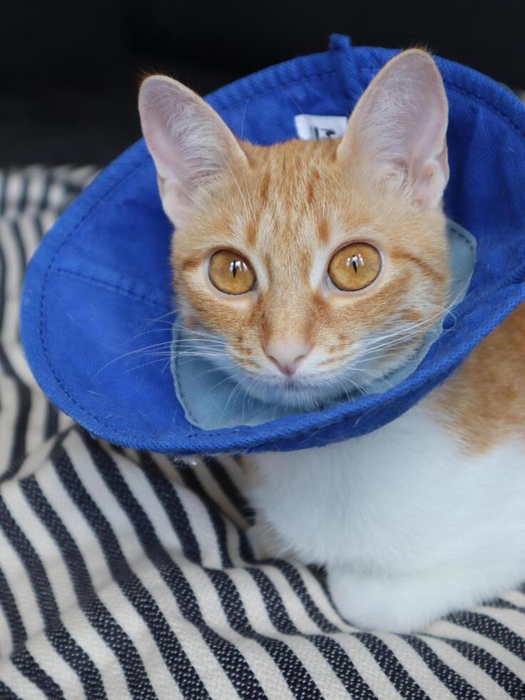 Orange domestic cat wearing protective cone after surgery photo
