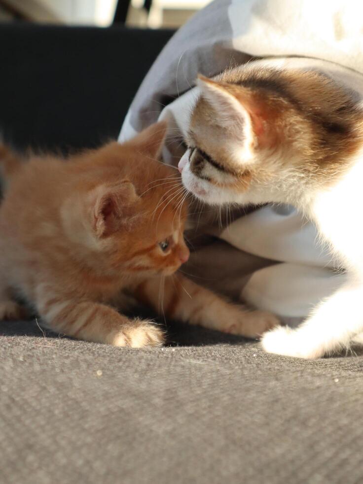 Two little kittens orange and calico playing with each other photo