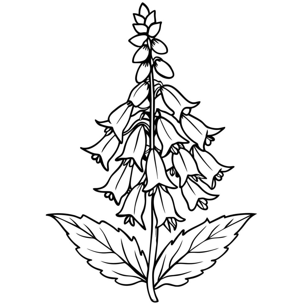Foxglove flower plant outline illustration coloring book page design, Foxglove flower plant black and white line art drawing coloring book pages for children and adults vector