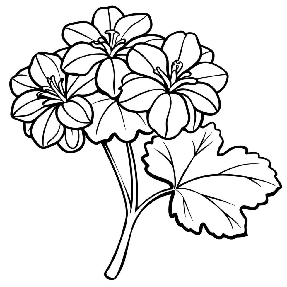 Geranium flower plant outline illustration coloring book page design, Geranium flower plant black and white line art drawing coloring book pages for children and adults vector