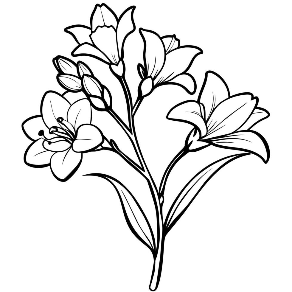 Freesia flower plant outline illustration coloring book page design, Freesia flower plant black and white line art drawing coloring book pages for children and adults vector
