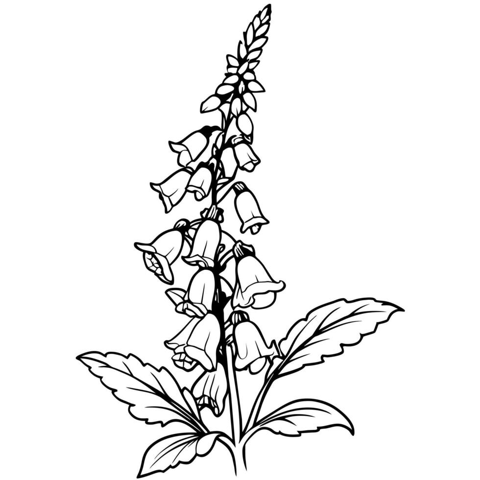 Foxglove flower plant outline illustration coloring book page design, Foxglove flower plant black and white line art drawing coloring book pages for children and adults vector