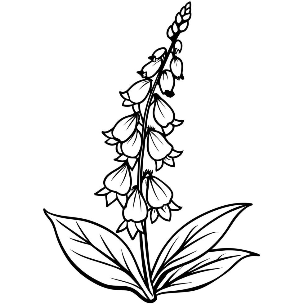 Foxglove flower plant outline illustration coloring book page design, Foxglove flower plant black and white line art drawing coloring book pages for children and adults vector