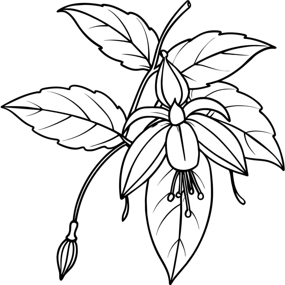 Fuchsia flower plant outline illustration coloring book page design, Fuchsia flower plant black and white line art drawing coloring book pages for children and adults vector