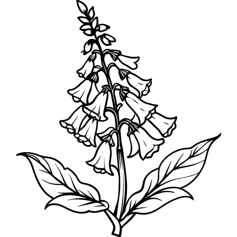 Foxglove flower plant outline illustration coloring book page design, Foxglove flower plant black and white line art drawing coloring book pages for children and adults vector