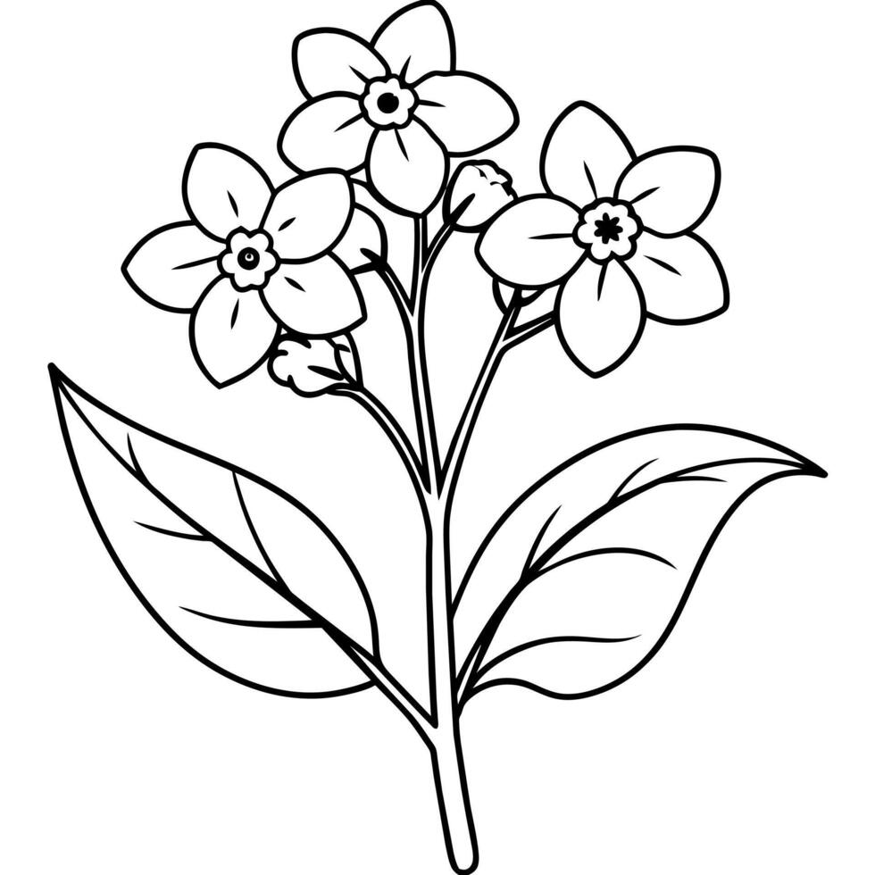 Forget Me Not flower plant outline illustration coloring book page design, Forget Me Not flower plant black and white line art drawing coloring book pages for children and adults vector