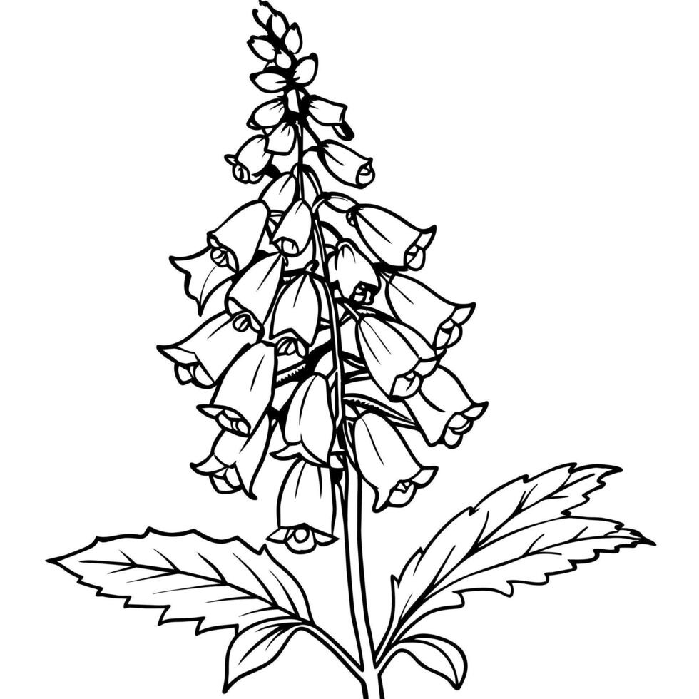 Foxglove flower plant outline illustration coloring book page design, Foxglove flower plant black and white line art drawing coloring book pages for children and adults vector