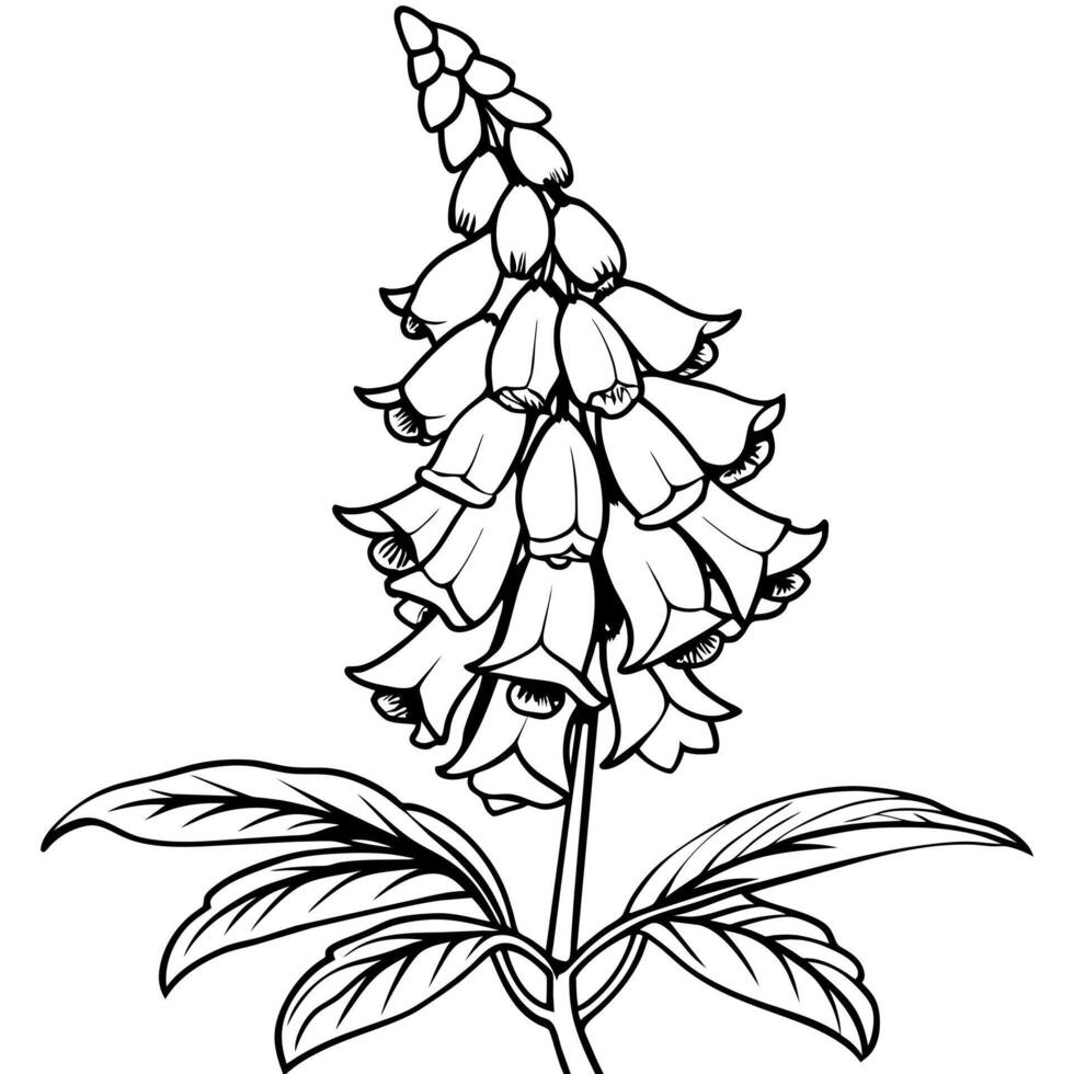 Foxglove flower plant outline illustration coloring book page design, Foxglove flower plant black and white line art drawing coloring book pages for children and adults vector