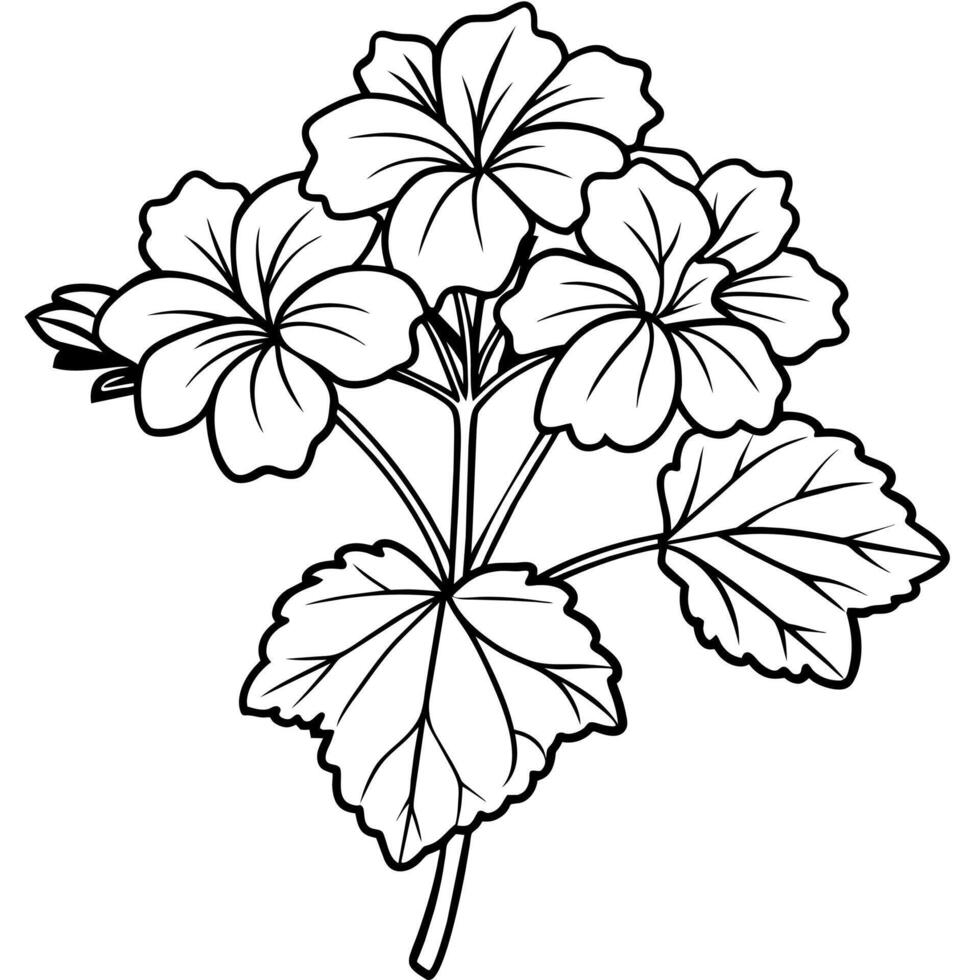Geranium flower plant outline illustration coloring book page design, Geranium flower plant black and white line art drawing coloring book pages for children and adults vector