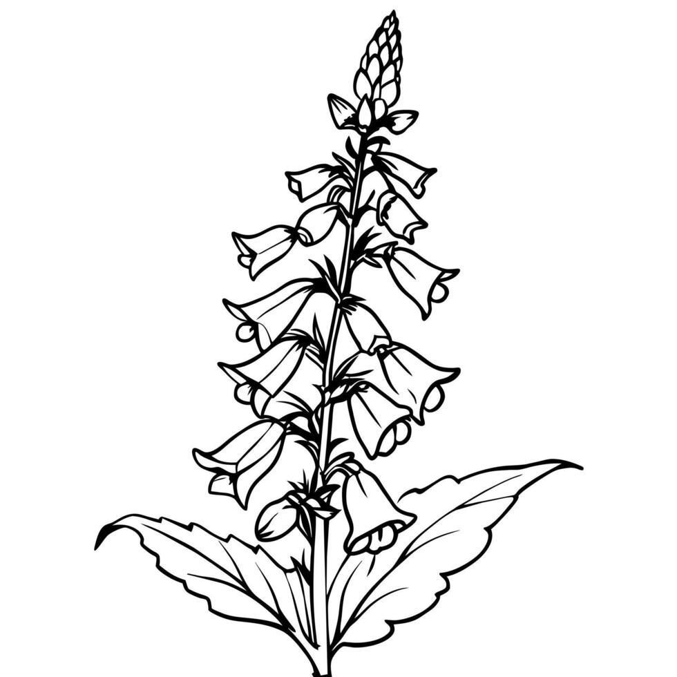 Foxglove flower plant outline illustration coloring book page design, Foxglove flower plant black and white line art drawing coloring book pages for children and adults vector