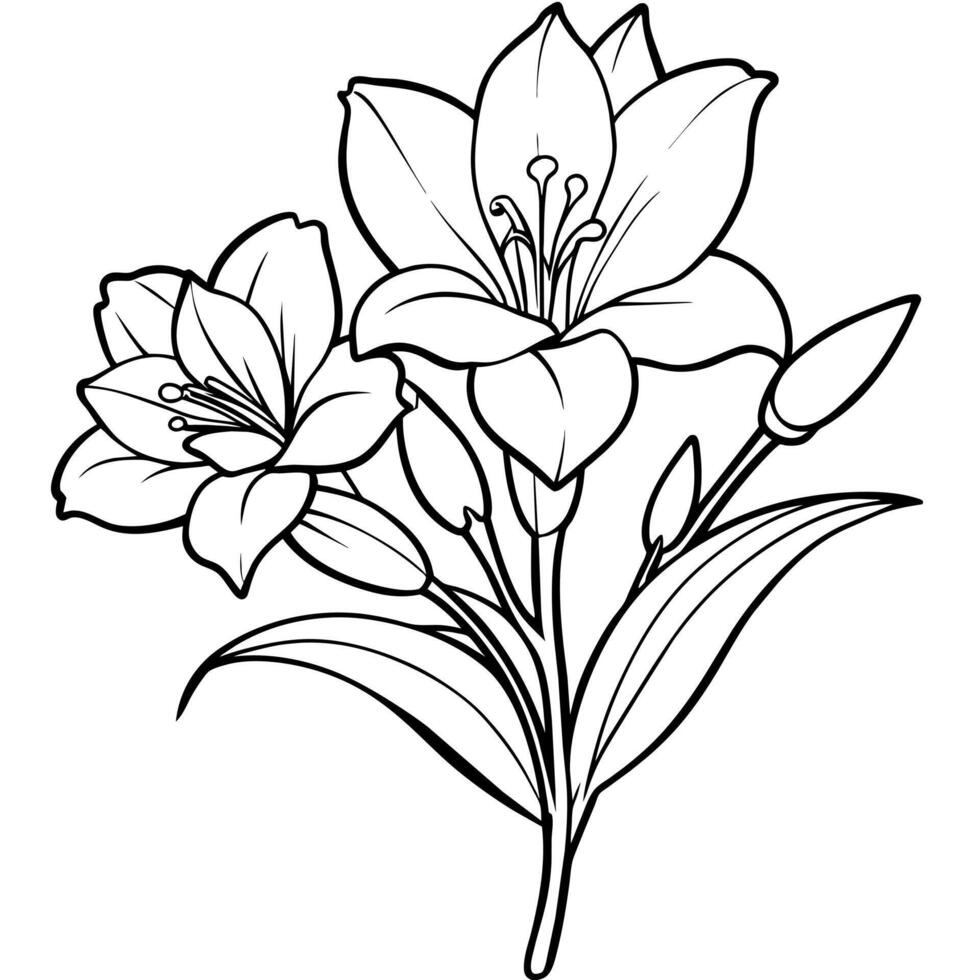 Freesia flower plant outline illustration coloring book page design, Freesia flower plant black and white line art drawing coloring book pages for children and adults vector
