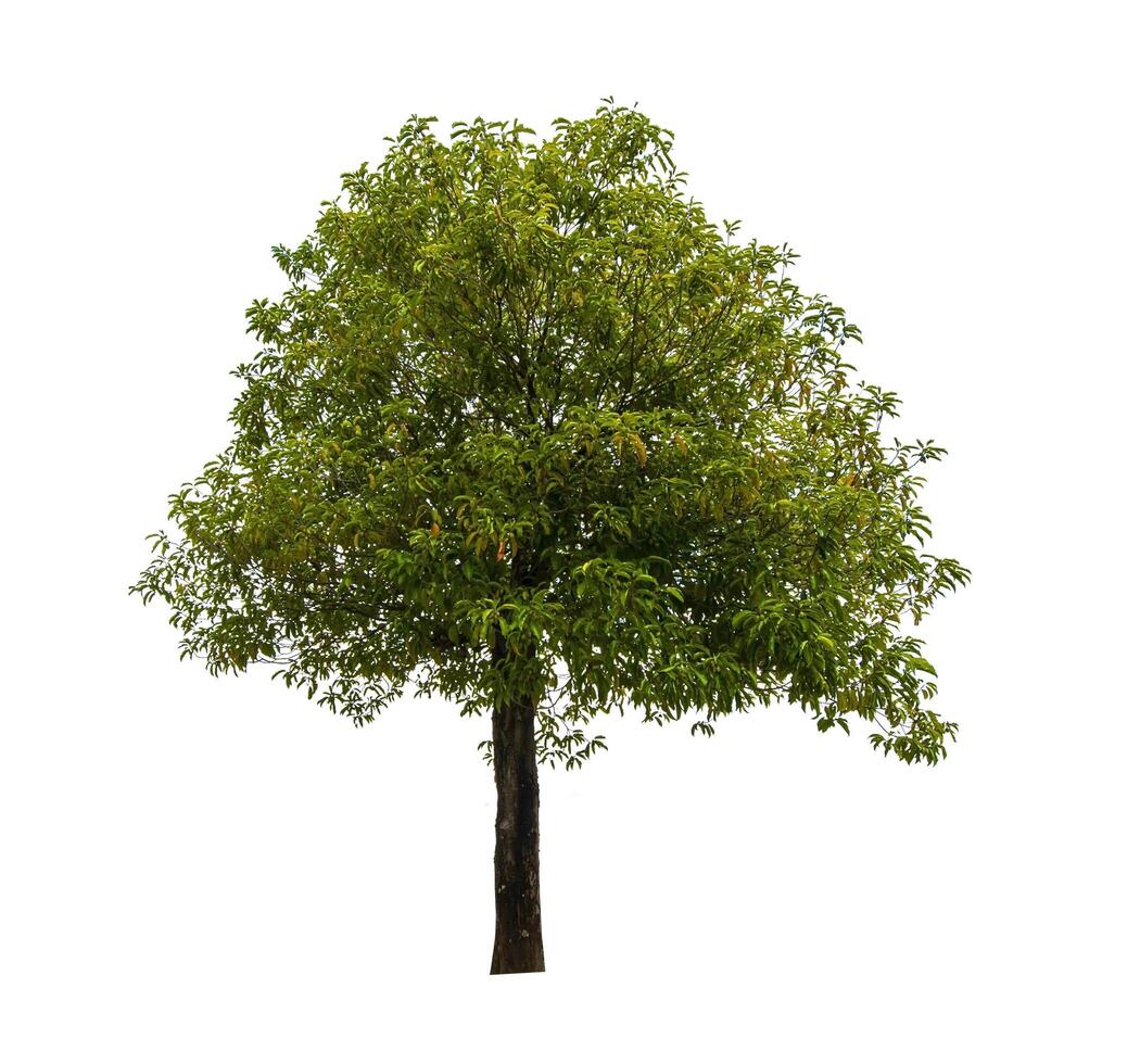 single tree isolated on white background with clipping path photo