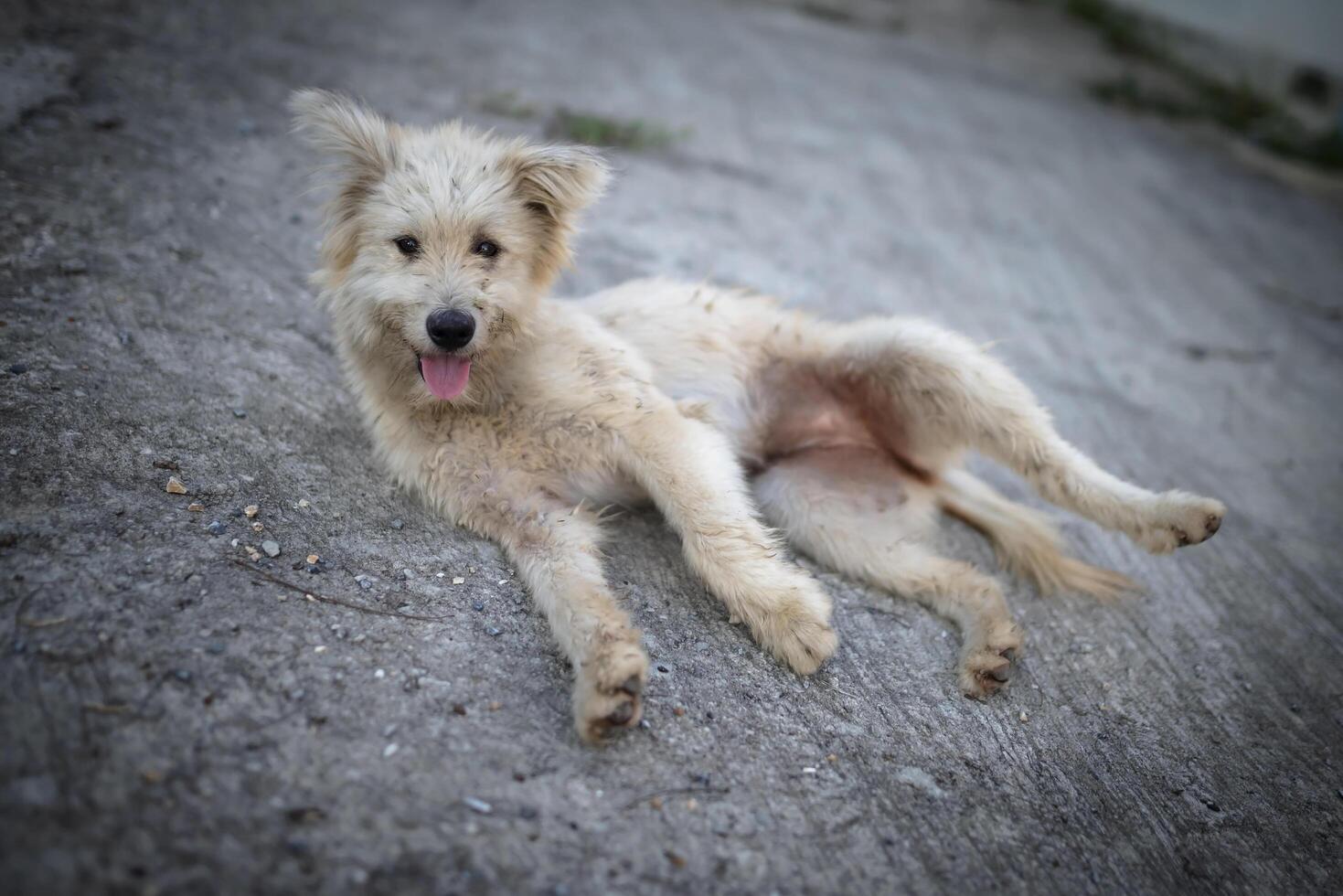 Dirty white dog lazing around on the cement floor. photo