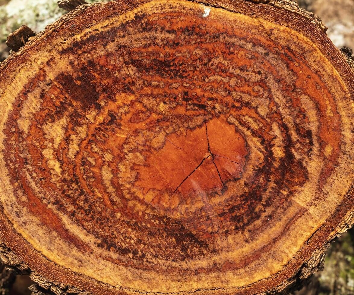 Abstract pattern of longan tree core texture. photo