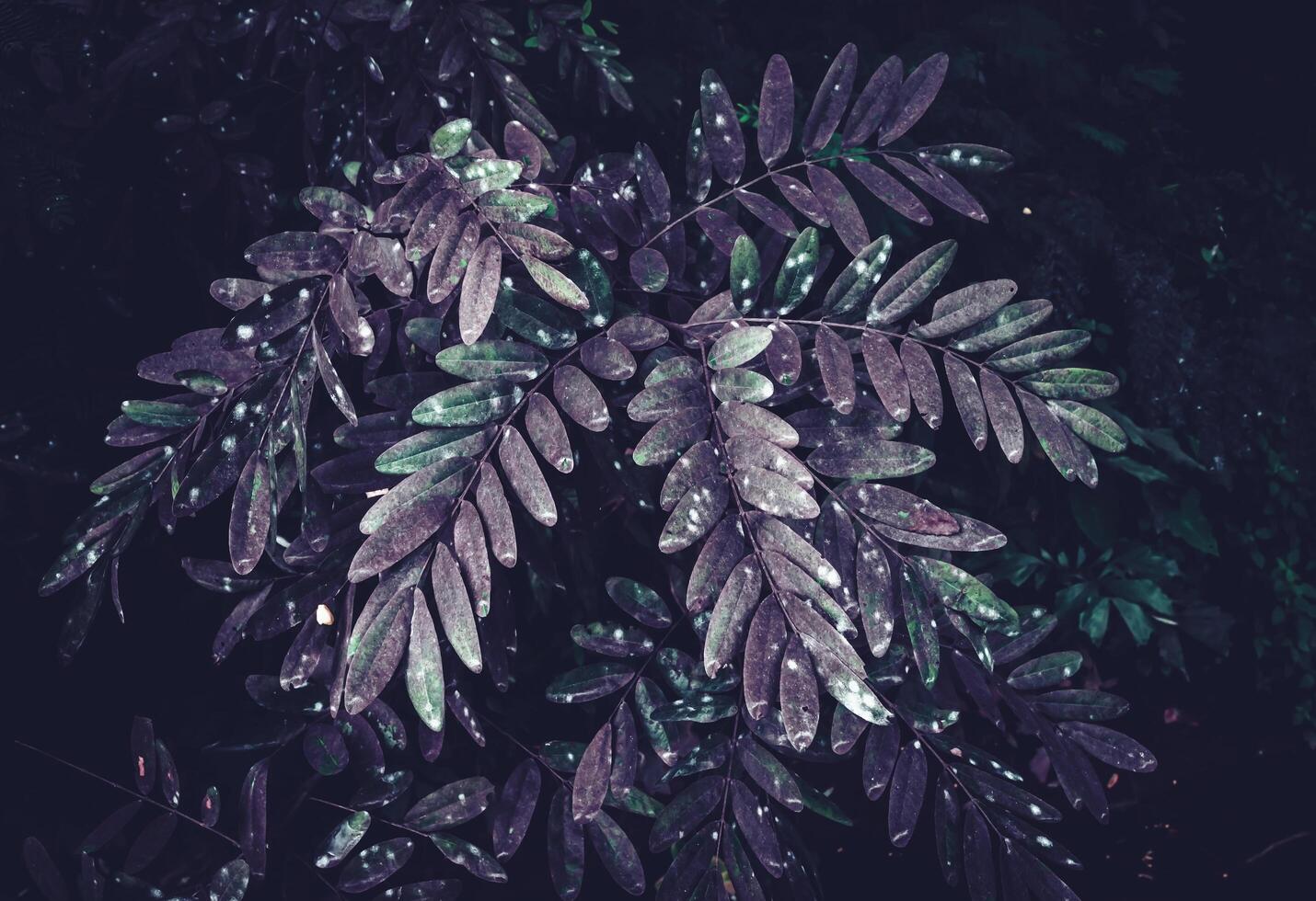 tropical leaves, abstract color on dark green texture, nature background photo