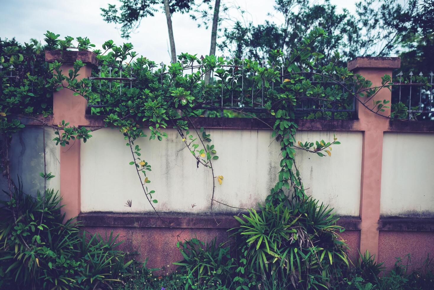 White cement wall fence with climbing plants on the fence. photo