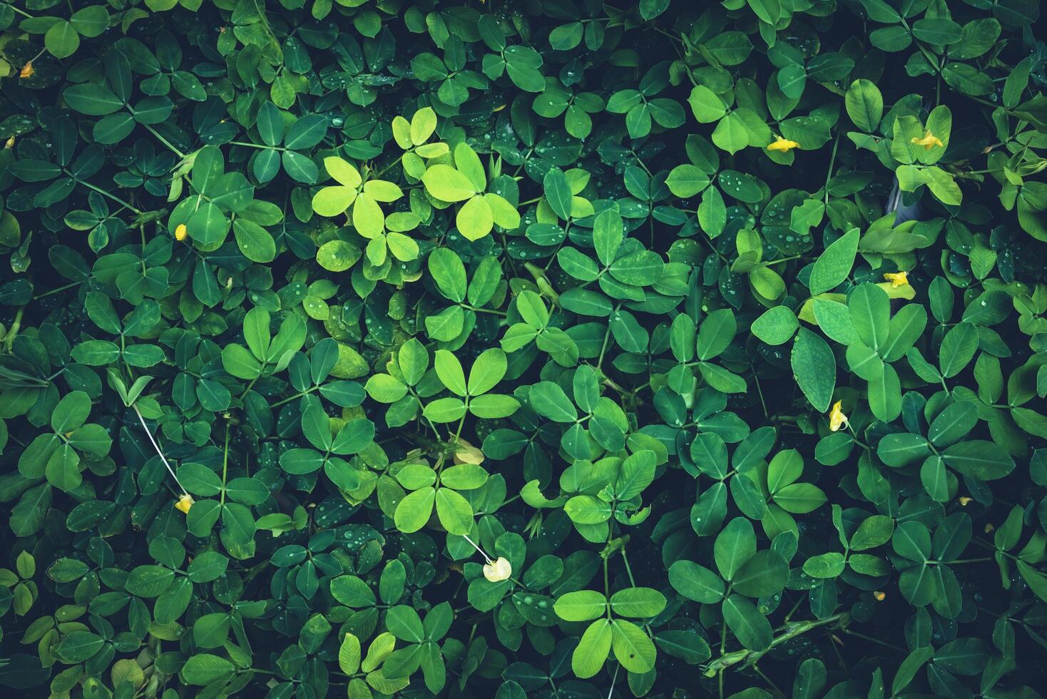 Abstract image of beautiful green leaves in nature. photo