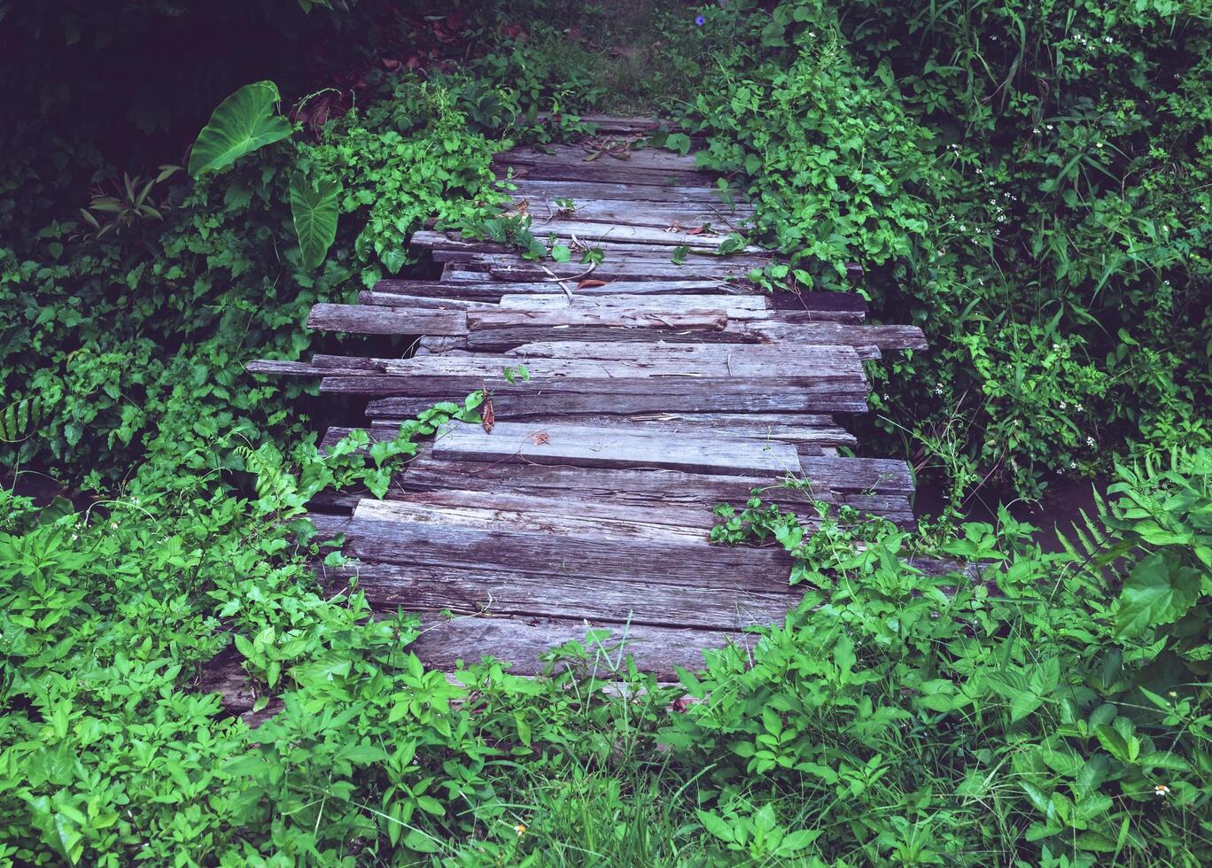 An old wooden bridge with weeds covering the sides. photo