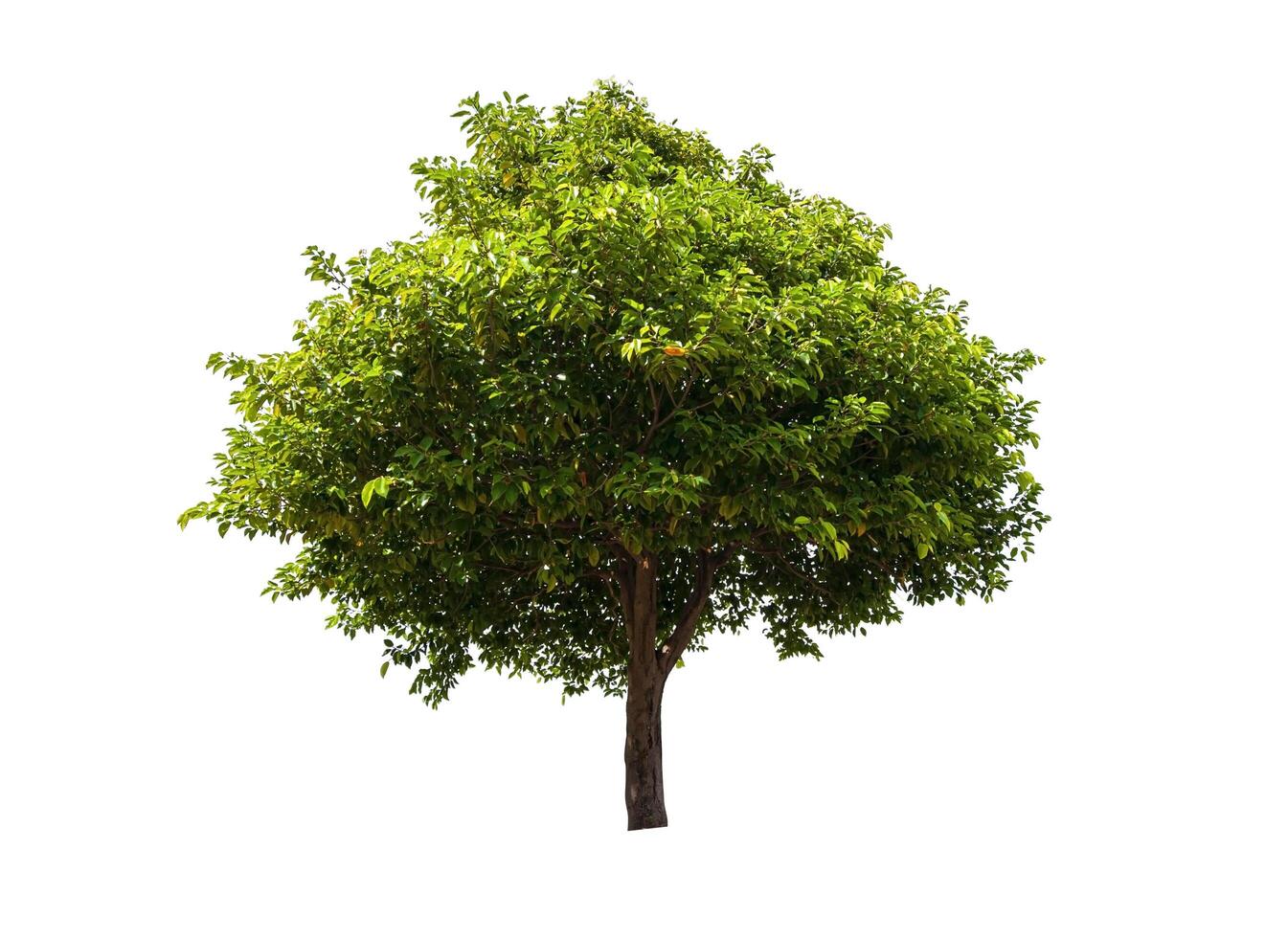 single tree isolated on white background with clipping path photo