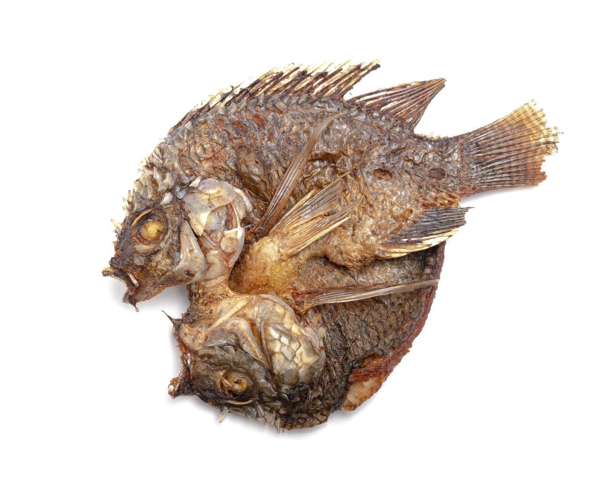 fried tilapia, freshwater fish isolated on white background photo