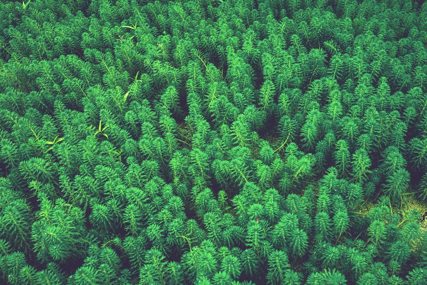 Abstract image of beautiful dark green leaves growing in a swamp photo
