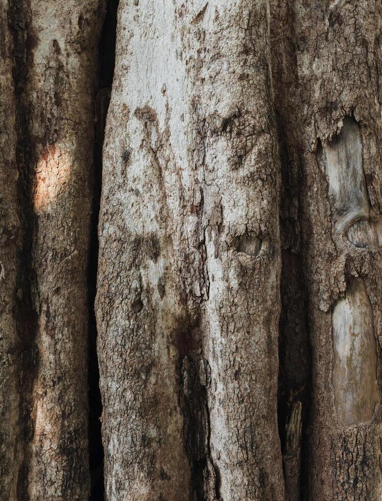 Photo of a bark-covered tree trunk
