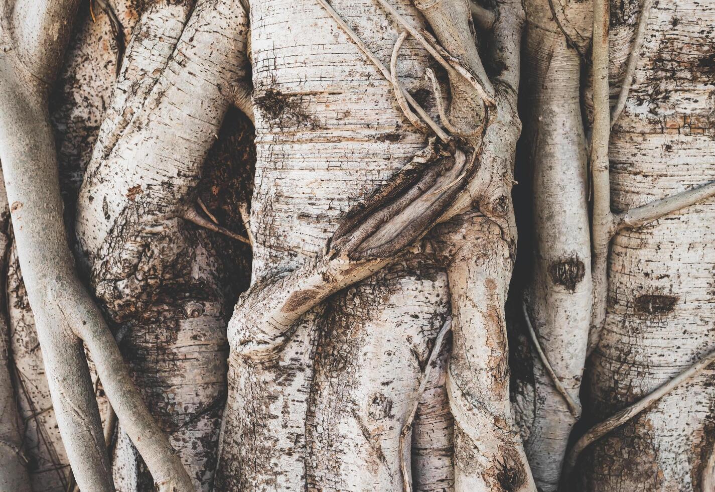 Photo of a tree trunk where the roots climb the trunk.