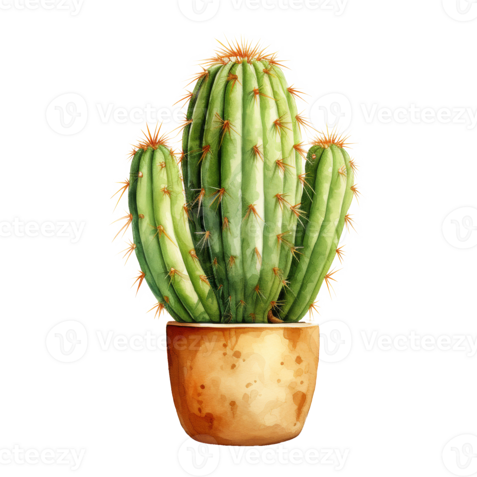 Cacti for Home and Garden png