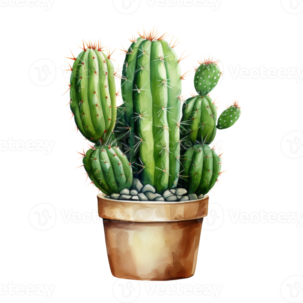 Cacti for Home and Garden png