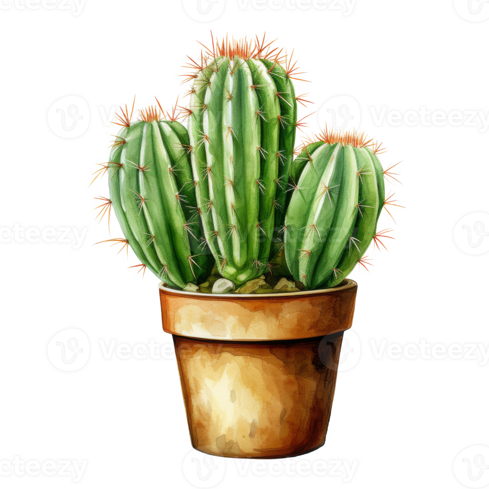Cacti for Home and Garden png