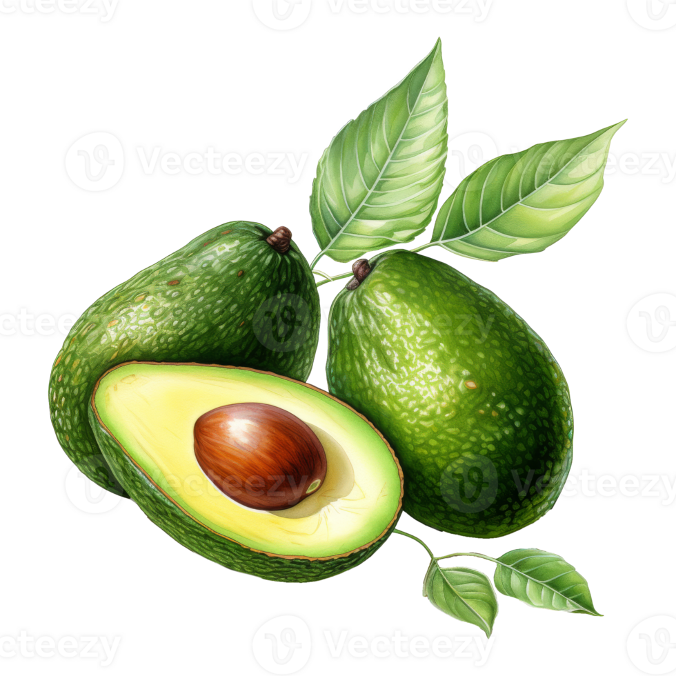 Watercolor Painting of Fresh Avocados png