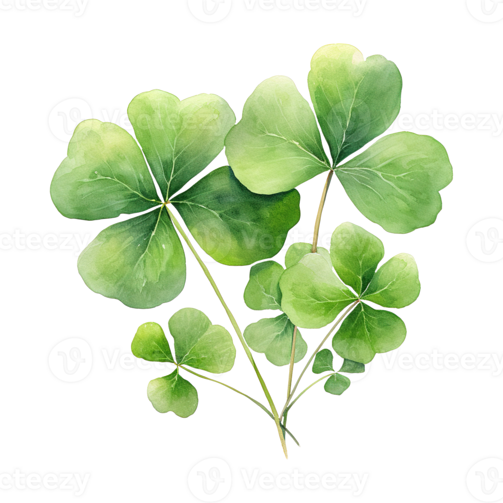 Elegant Watercolor Shamrocks png