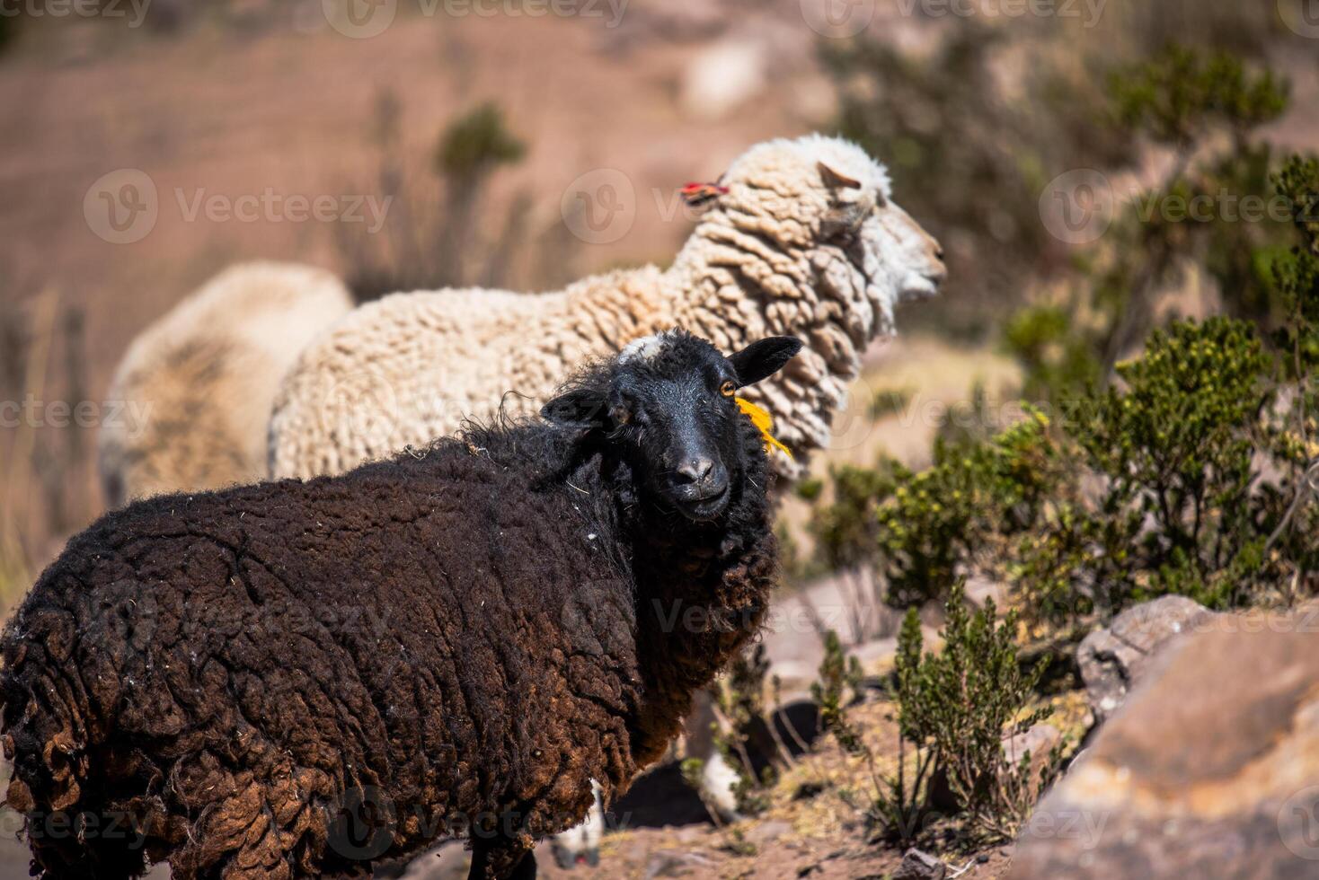 2023 8 18 Peru Sheep in taquile island 31 photo