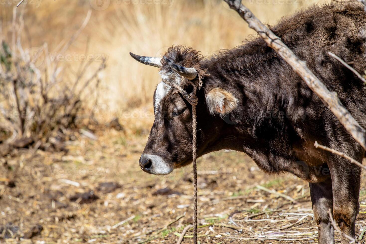 2023 8 18 Peru cow in taquile island 33 photo