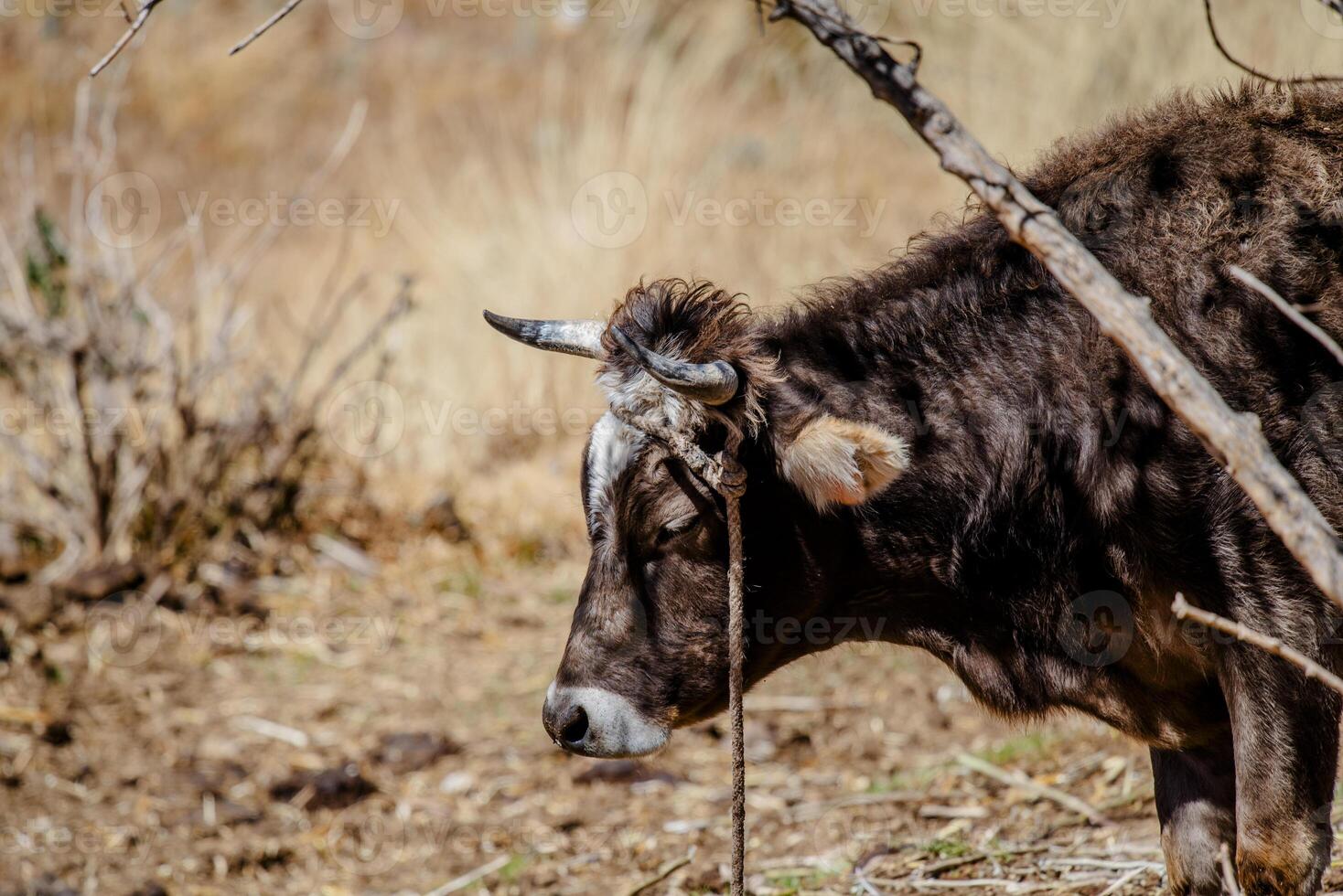 2023 8 18 Peru cow in taquile island 34 photo