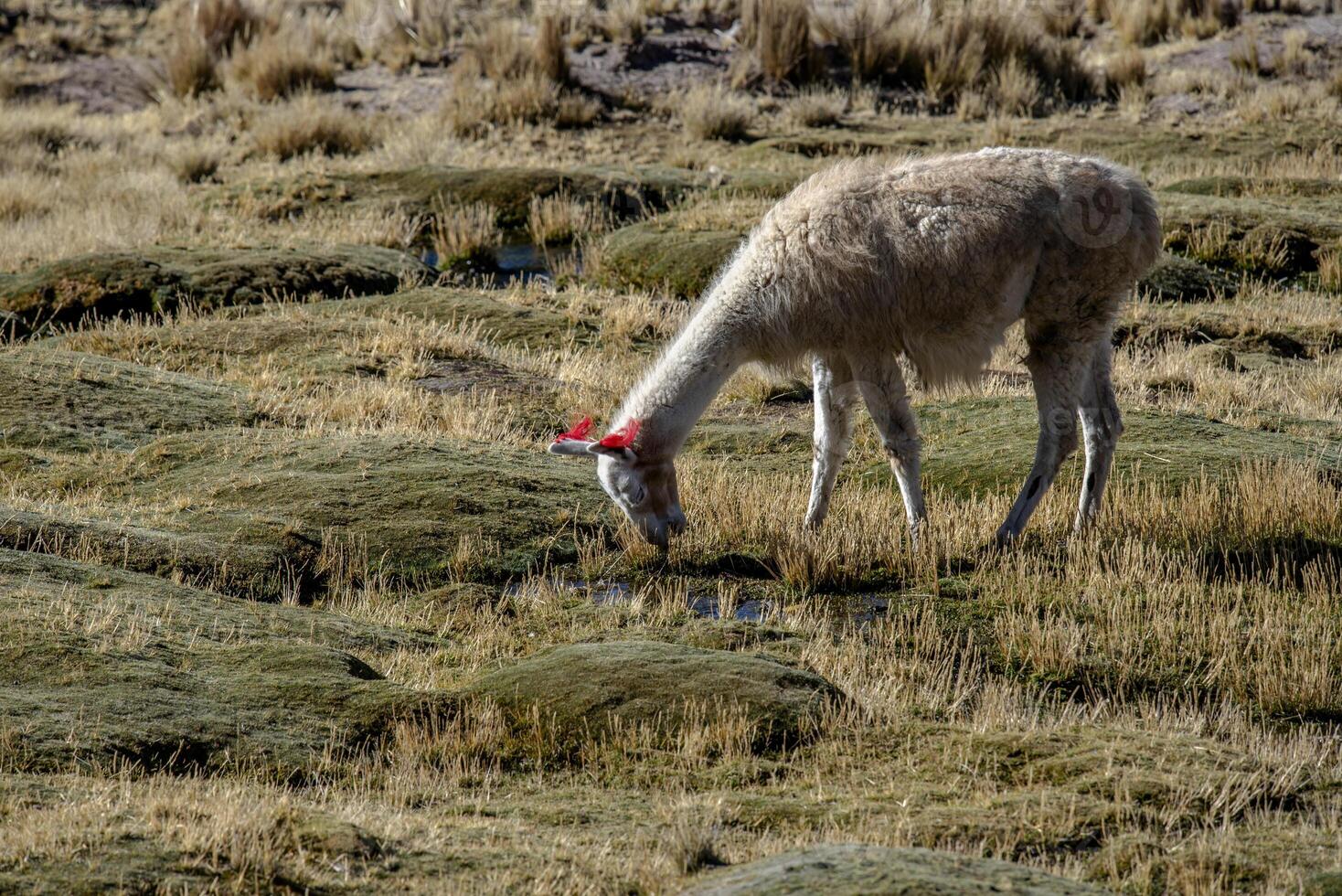 2023 8 17 Peru llama grazing 53 photo