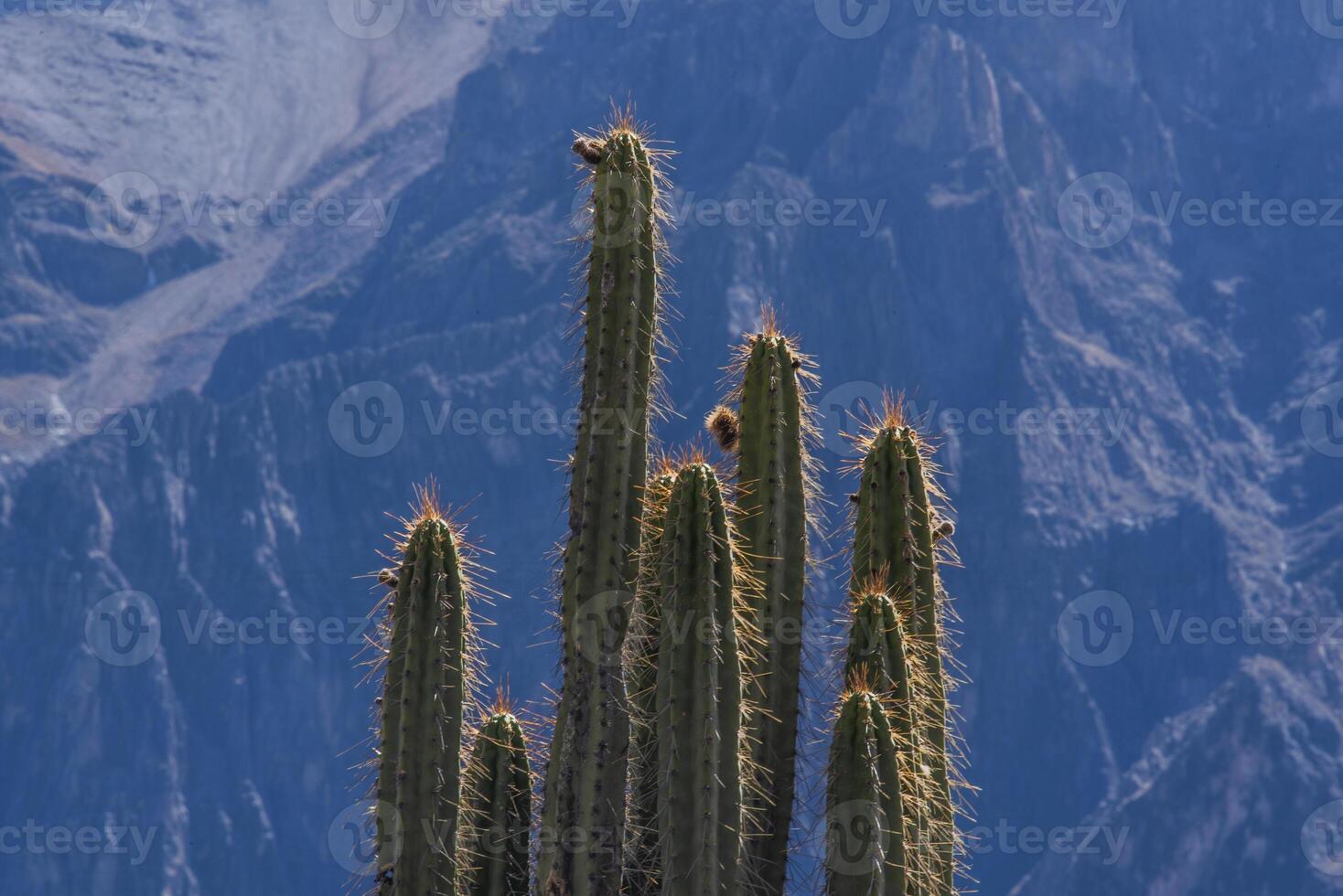 2023 8 17 Peru cactus 31 photo