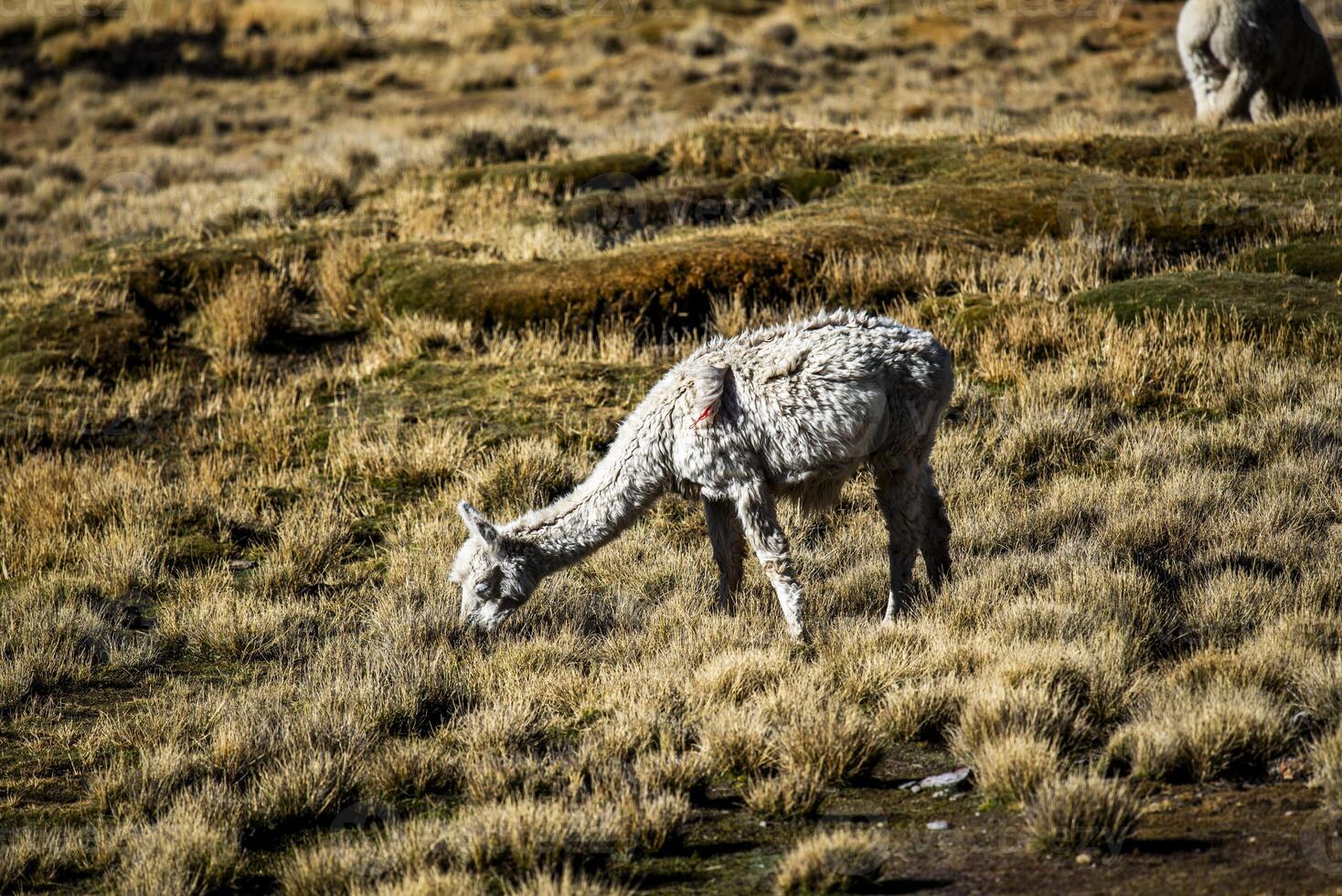 2023 8 17 Peru llama grazing 56 photo