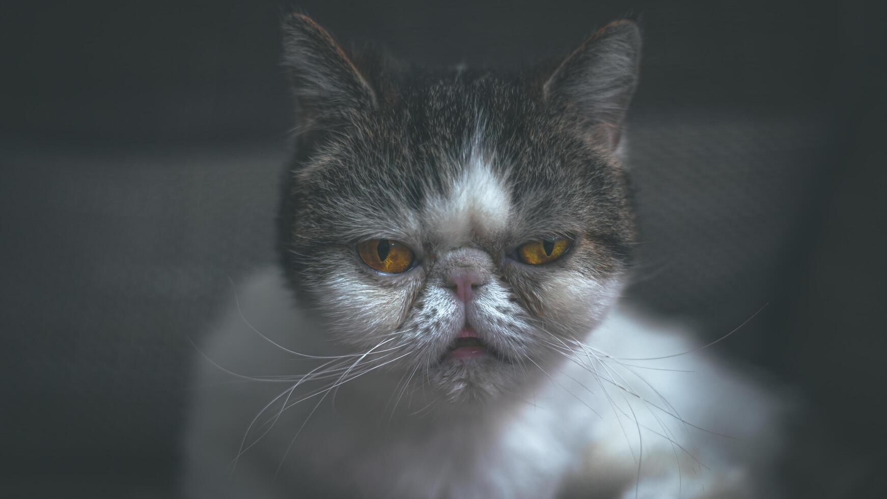 blanco exótico gato, pelo liso con marrón ojos. cinematográfico 16-9 foto