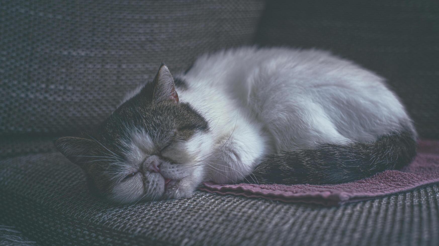 White smooth-haired cat with brown eyes. Format 16-9 photo