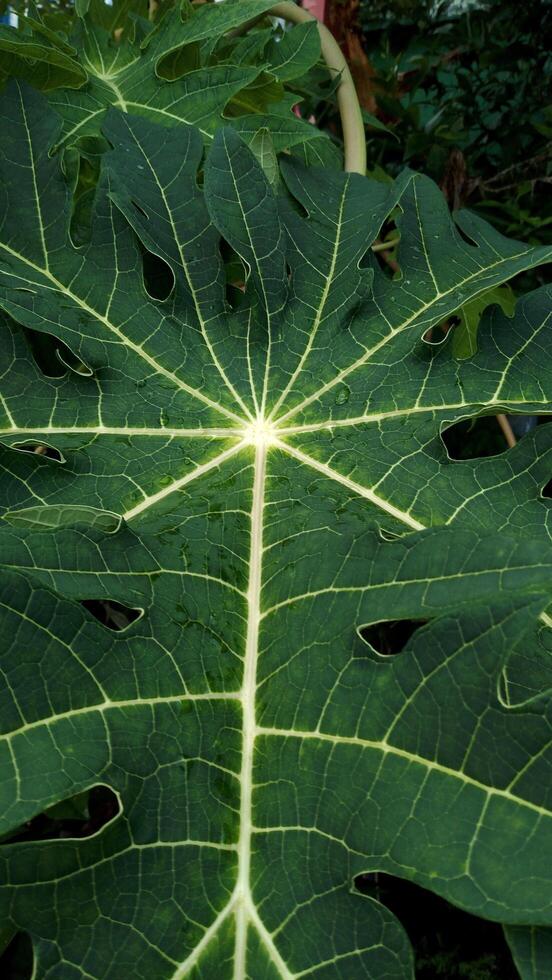 papaya leaf pattern photo