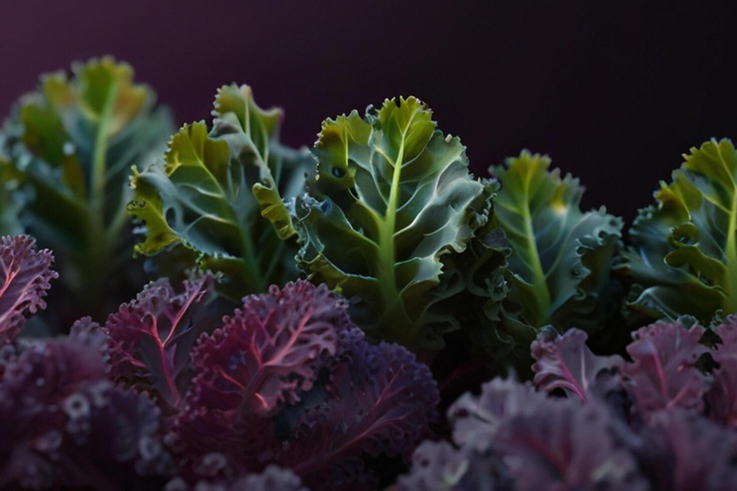 Fresh green and purple kale plants on marble, organic vegetablese photo