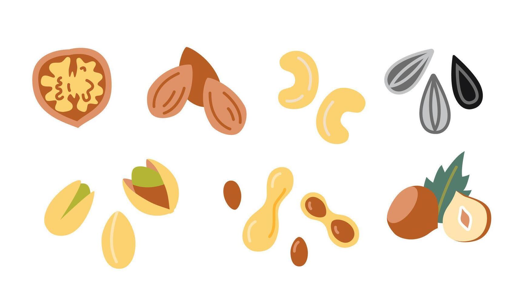 Nuts and seeds set, cartoon style. Peanut, walnut, sunflower seeds, pistachio, cashew, chazelnut and almond. Trendy modern illustration isolated on white background, hand drawn, flat design vector