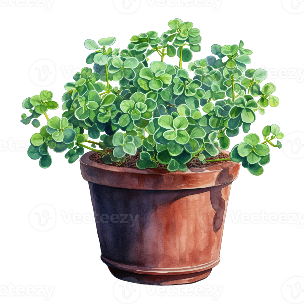 Clovers Thriving in Pots png