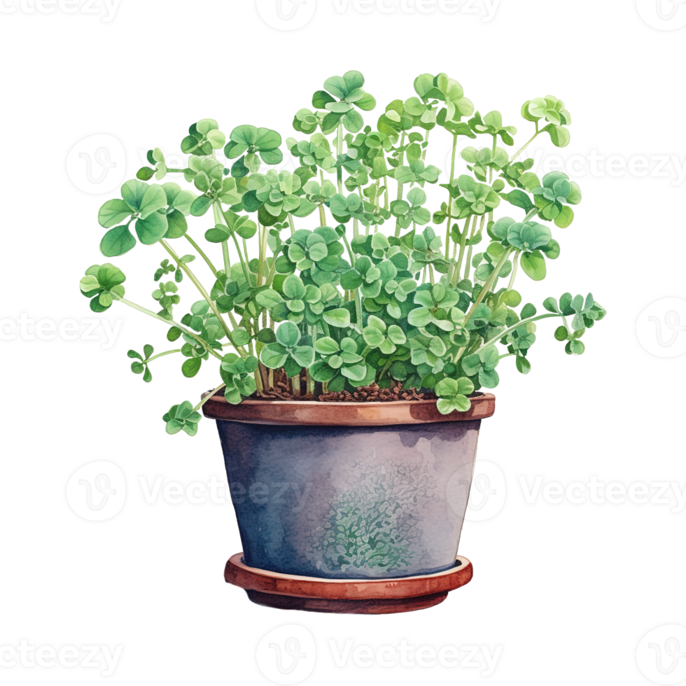 Clovers Thriving in Pots png