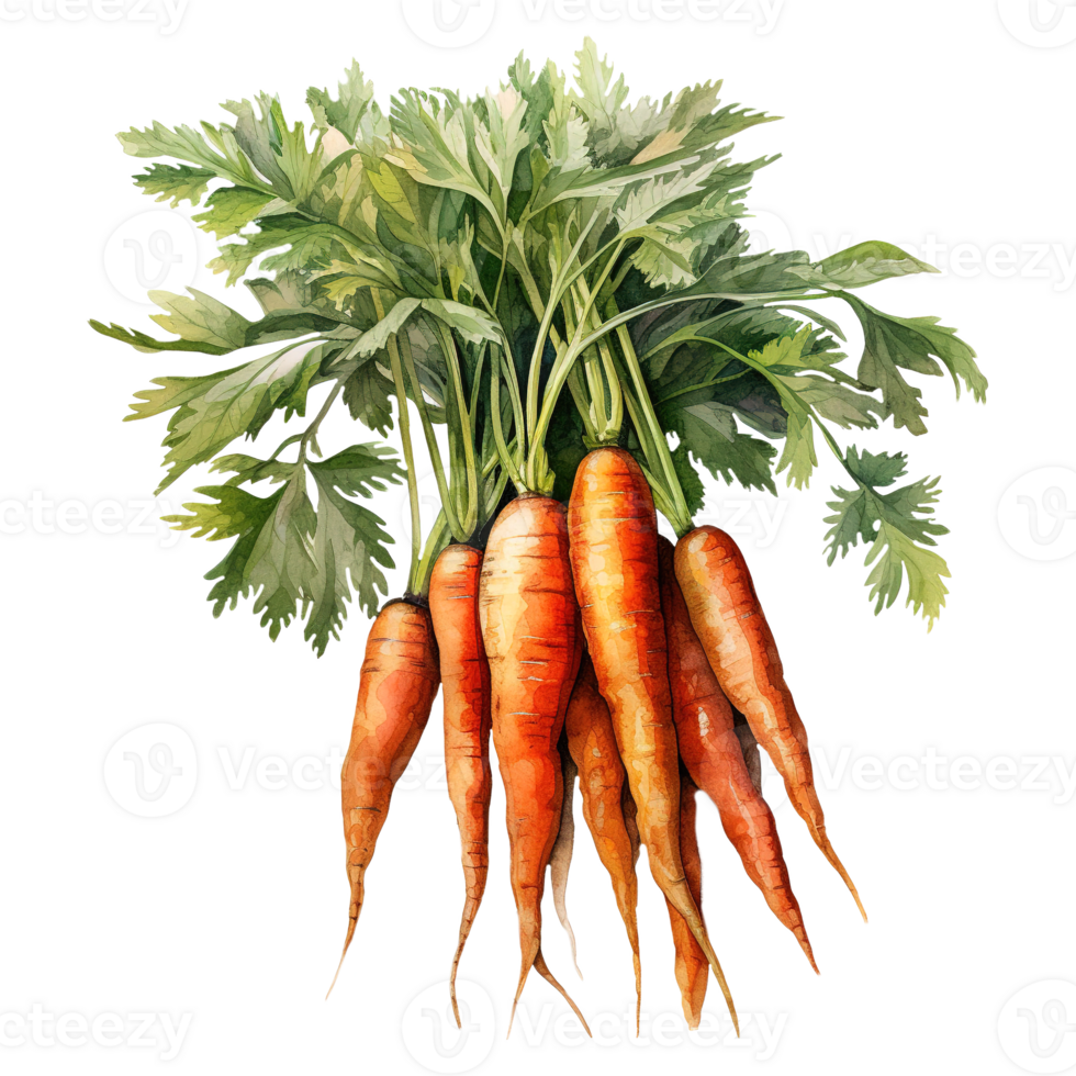 Vibrant Bunches of Carrots png