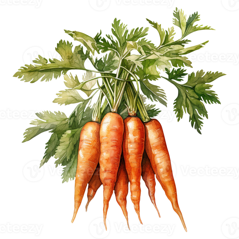 Vibrant Bunches of Carrots png