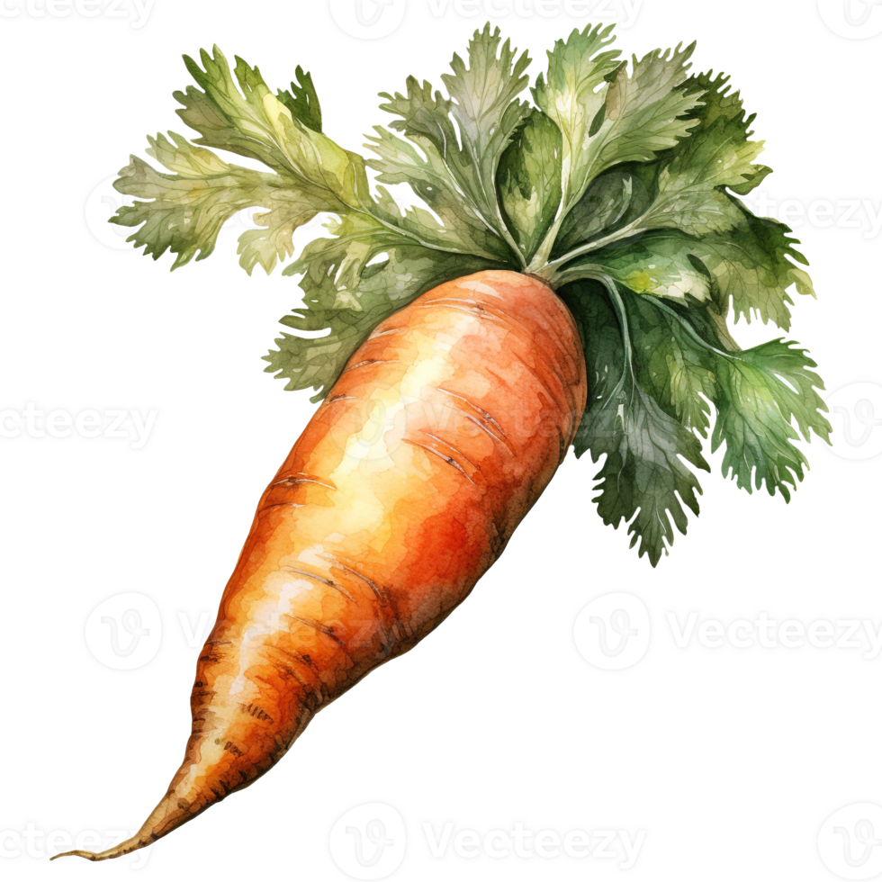 Vibrant Bunches of Carrots png