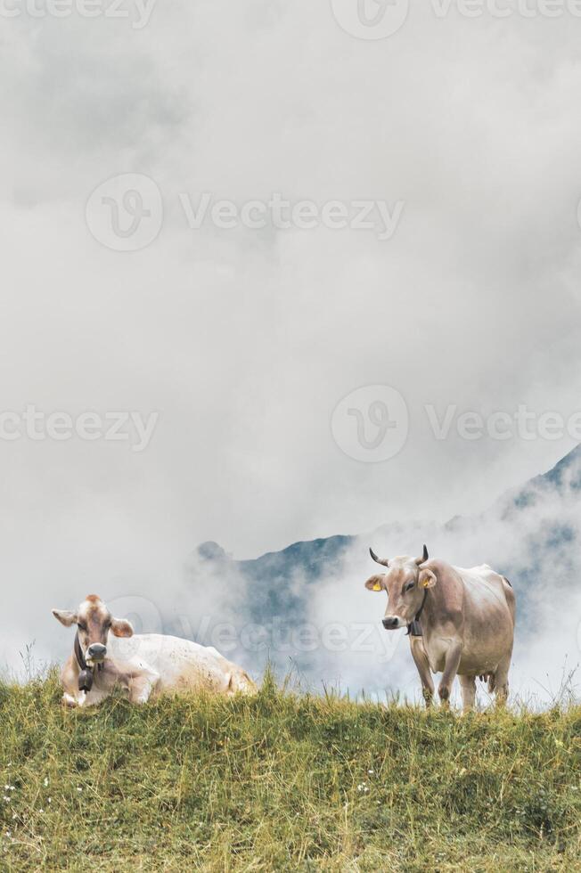 Two cows rest in the mountain pasture photo