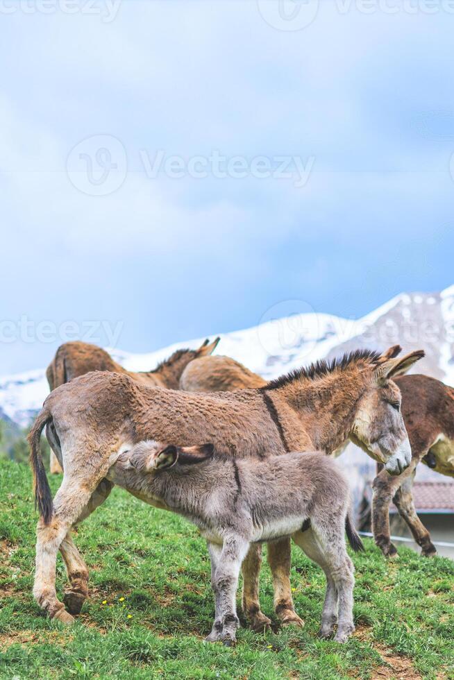 Mother donkey with little milk photo